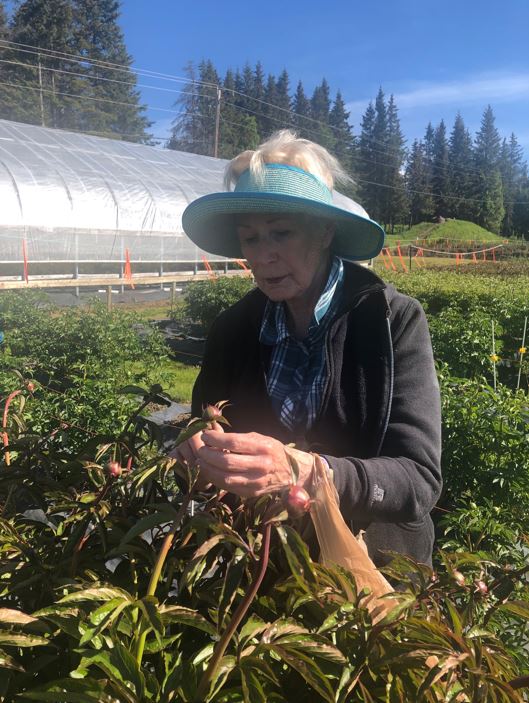 The more petals, the softer the buds need to be before harvesting.
