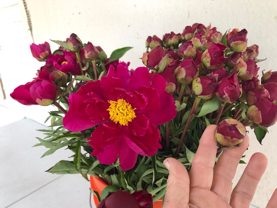 Red Charm has many petals and needs to mature to softer stage in order to open.